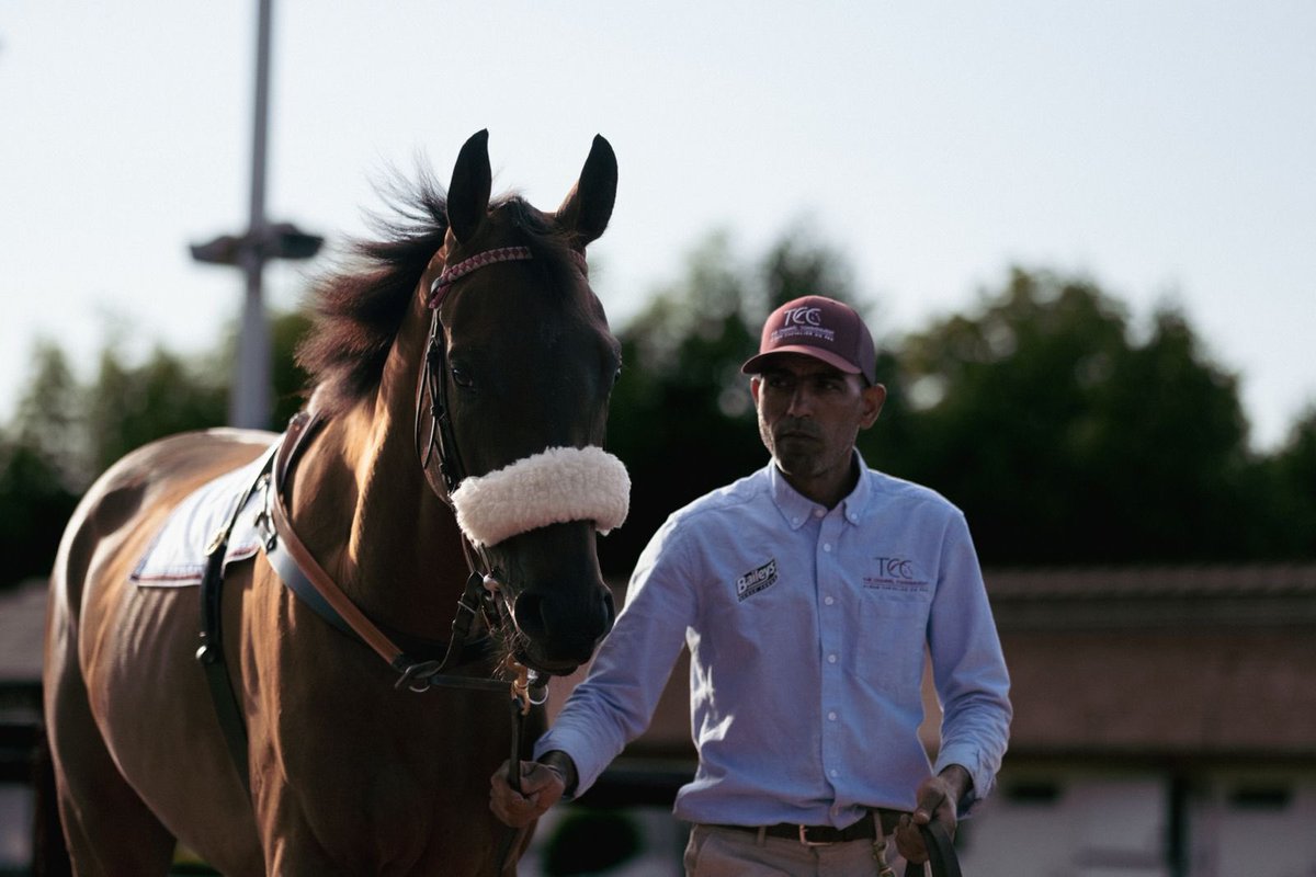 The Channel Consignment & ACF Equine tweet media