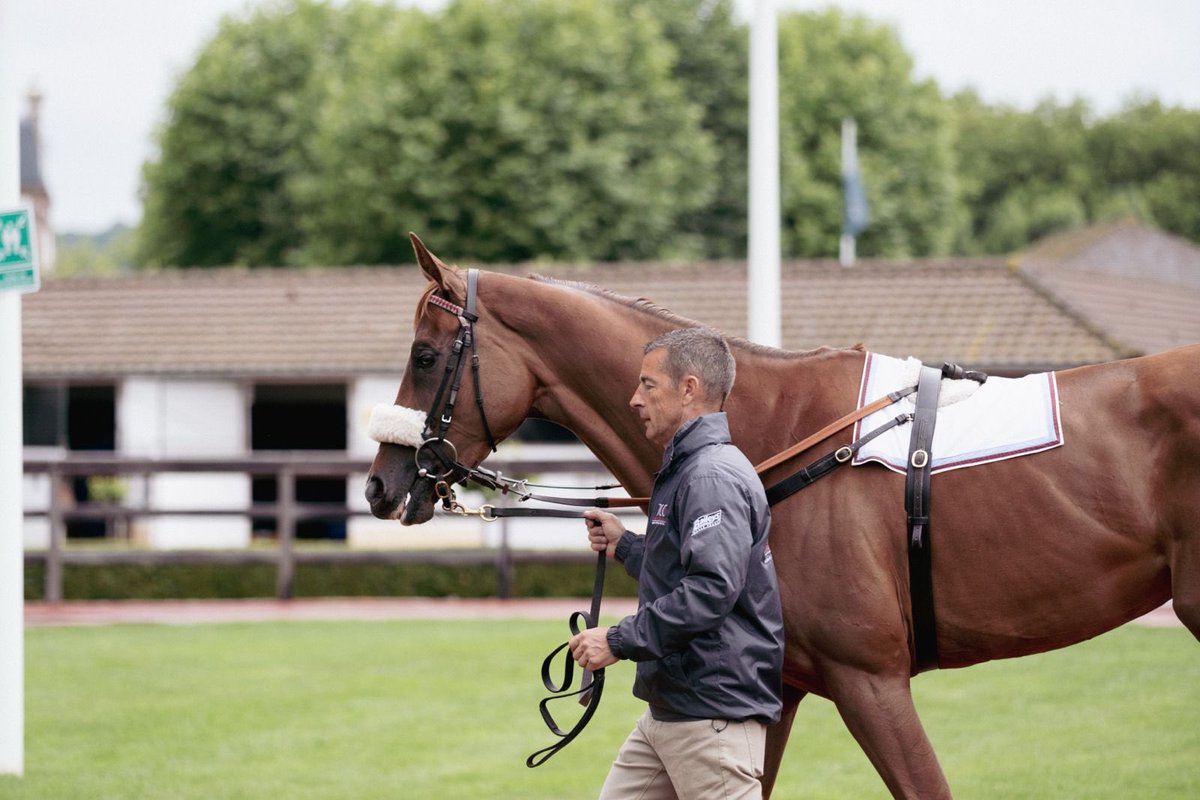 The Channel Consignment & ACF Equine tweet media