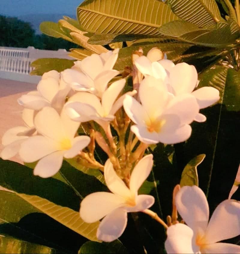 الحنين هو حين لا يستطيع الجسد أن يذهب إلى حيث تذهب الروح  .