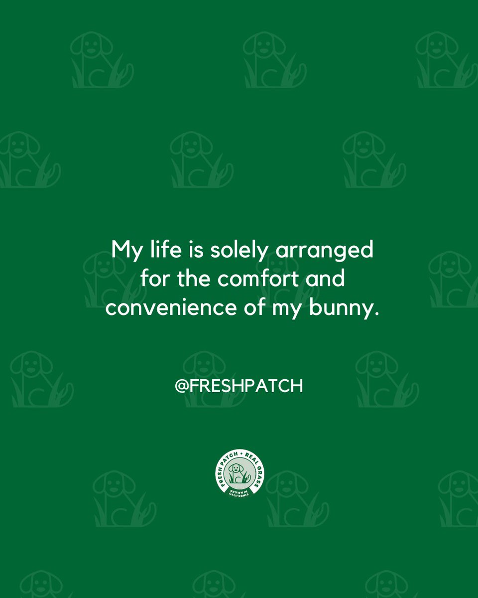 FreshPatch's tweet image. Now that you know our priorities...🐶🐈️🐇

#FreshPatch #DogParent #CatLady #BunnyLover