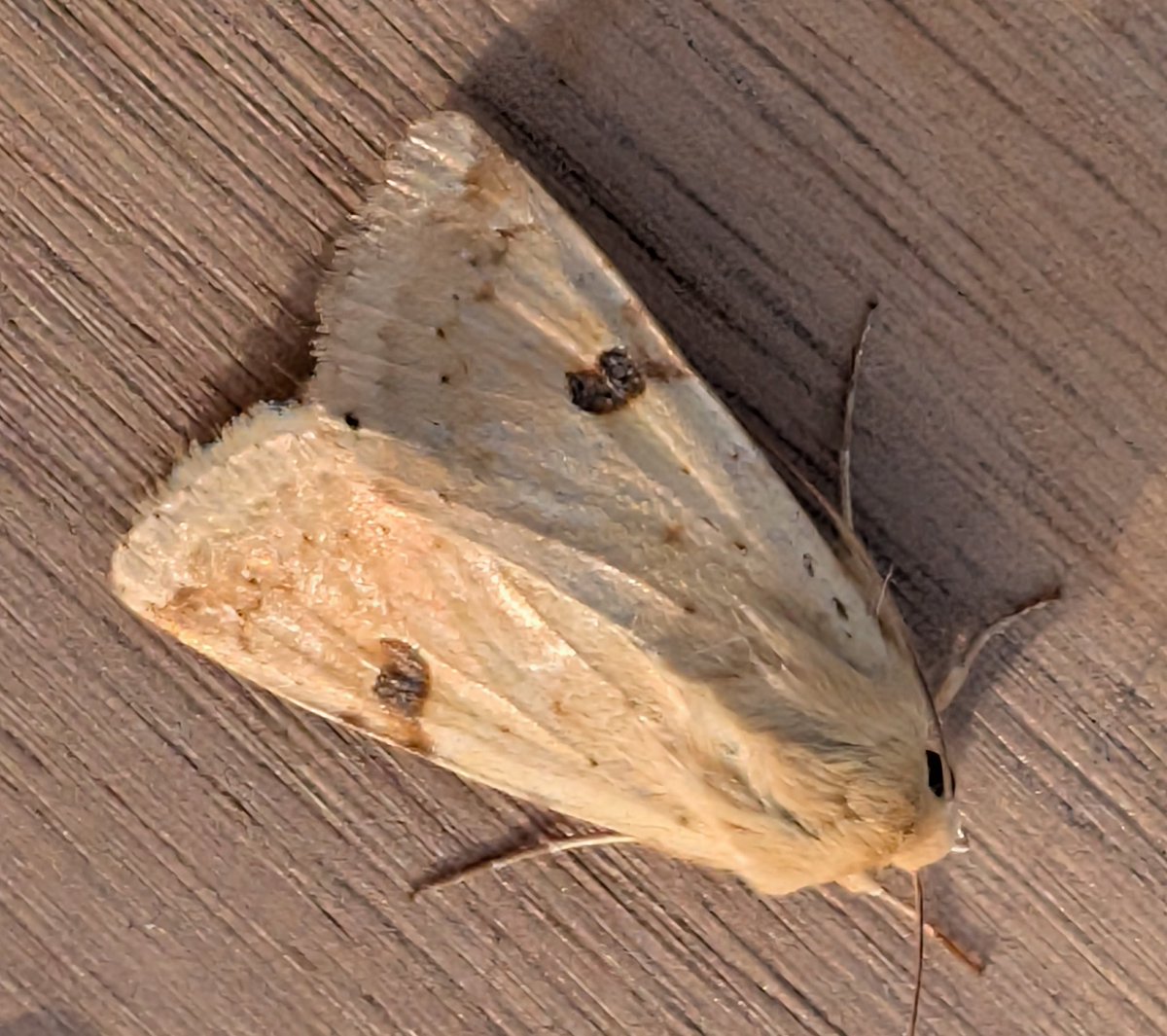 mvj55's tweet photo. Sunday in Marshfield on the Gwent levels included 2x Boarded straw, sycamore, small ranunculus and burnished brass#gwentmoths https://t.co/BNWtY7xz1R