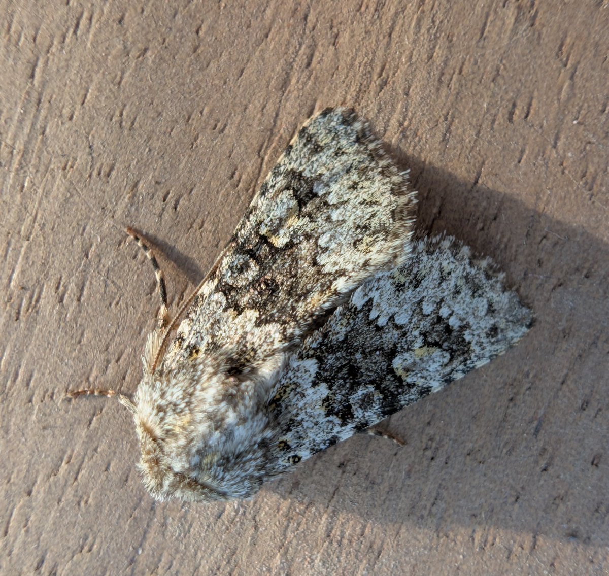 mvj55's tweet photo. Sunday in Marshfield on the Gwent levels included 2x Boarded straw, sycamore, small ranunculus and burnished brass#gwentmoths https://t.co/BNWtY7xz1R