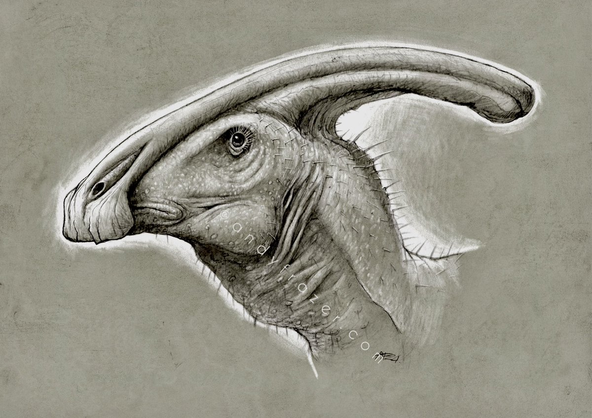 Banana head. 
Pencil portrait of Parasaurolophus.