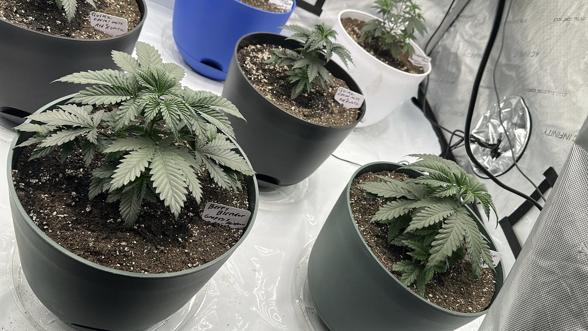 syrupreme00's tweet image. Quikz | Berry Blender Bred By @exoticgenetix Grown By Me 💫