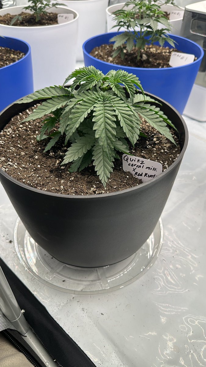 syrupreme00's tweet image. Quikz | Berry Blender Bred By @exoticgenetix Grown By Me 💫