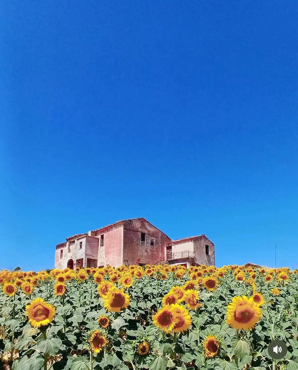 “Ho sentito l’intero universo nel girasole...Puoi vedere l’intero universo in un fiore.” (S. Suzuki)
📷 IG rotux65
#abruzzo #collineteramane #sunflowers #viaggioinabruzzo