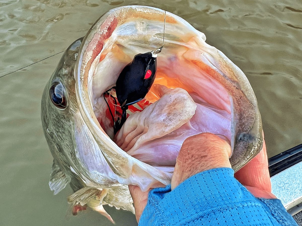 outdoorsmencom's tweet photo. Now that's how they're supposed to eat the 🐸
-
-
#fishing #bassfishing #frogfishing #topwaterfishing #topwaterfrog #angler https://t.co/SNLx9gP9w4