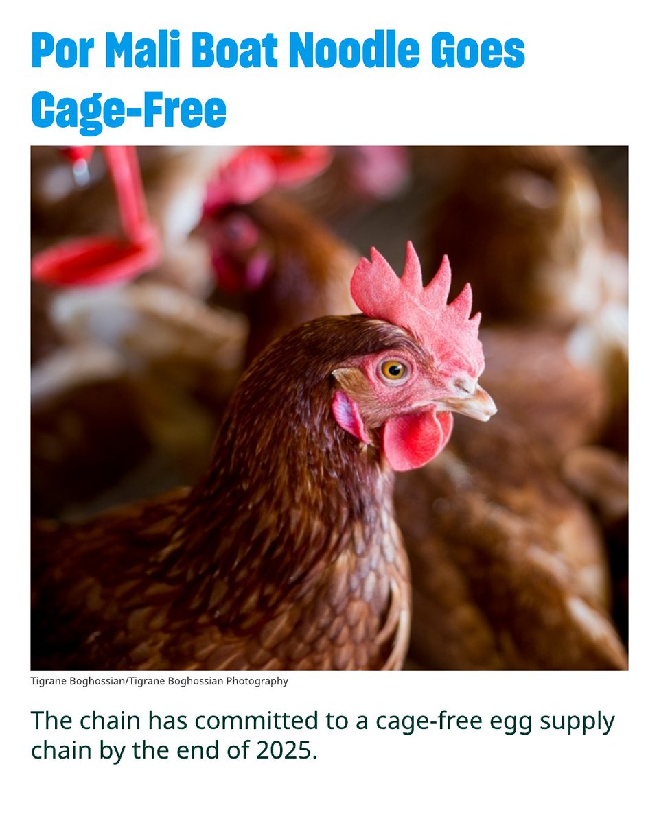 Humane World for Animals applauds the decision of the influential Thai noodle restaurant chain, Por Mali Boat Noodle, to improve animal welfare by implementing a cage-free egg procurement policy within all its restaurants by the end of 2025. Further, the group will take steps to