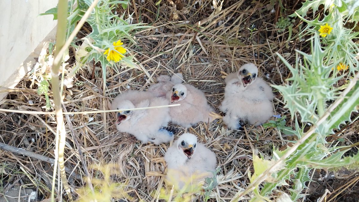 🚨 HISTÓRICO: ¡Sacapuntas ha conseguido criar 5 aguiluchos cenizos en libertad! 🐣🐣🐣🐣🐣
Tras 6 años de intentos fallidos, depredaciones, viajes al Sahel, 3 GPS y una vida de película…
👉 En 2025 ha cerrado el círculo.

tumbabuey.org/la-noticia-mas…