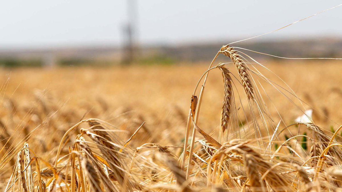 cihanbeyli ovası’nda
hasat zamanı
ve ben burada
bu sürgün diyarında
sensizliğe kırılıyorum
ince bir buğday dalı gibi
her gün 40 yerimden..