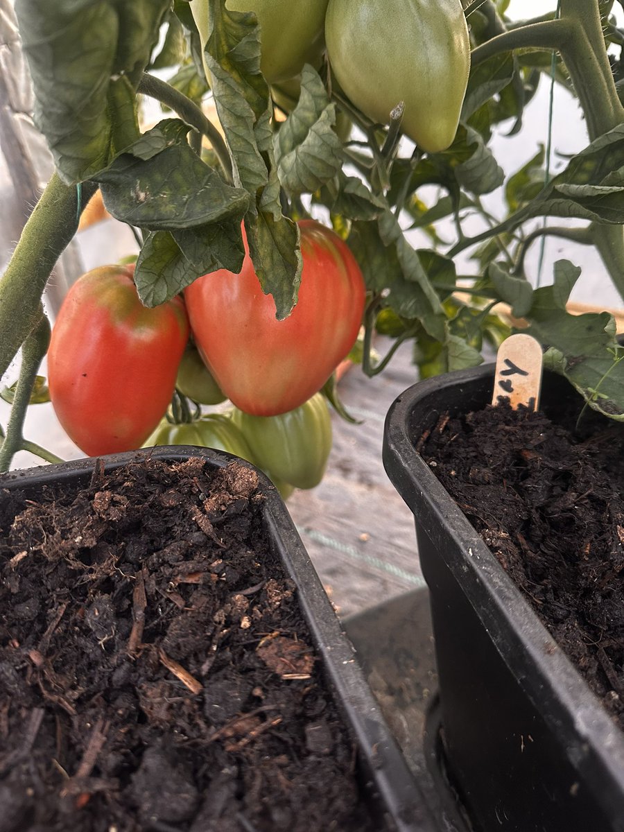 pvt_ak's tweet photo. Look at this Oxheart – absolute stunner!
Pink, soft, and full of promise…
She’s ready, but she’s waiting –
Tomorrow night’s dinner’s already got star billing.
#DanglyDelights #OxheartObsession #PlotToPlate #TomatoTease https://t.co/77d6AydqPq