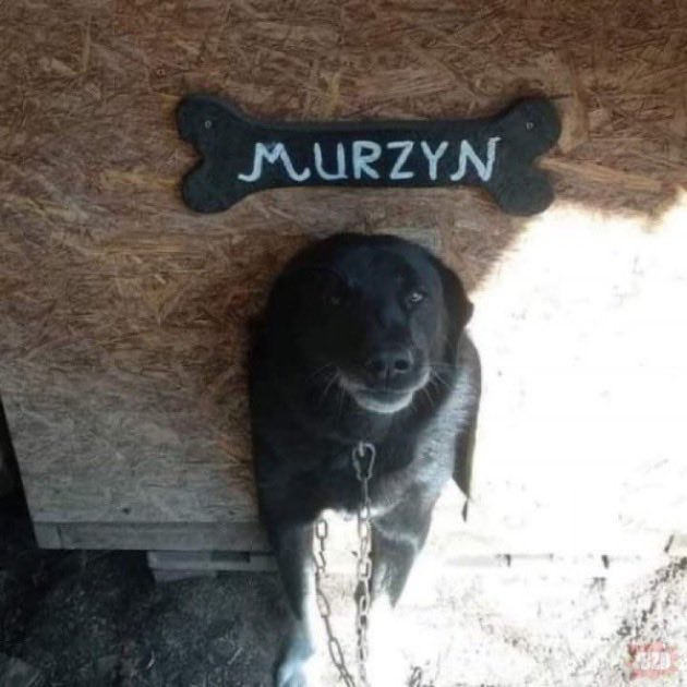 Pies mojej babci. Przegryzł siatkę i zagryzł sąsiadowi kilka kotów. Potem narobił szczeniaków wszystkim sukom we wsi a po wszystkim spierdolil i tyle go widzieli