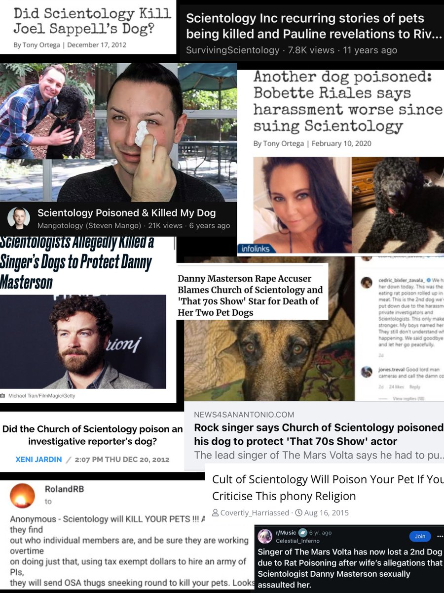 Red Panda Koala tweet media