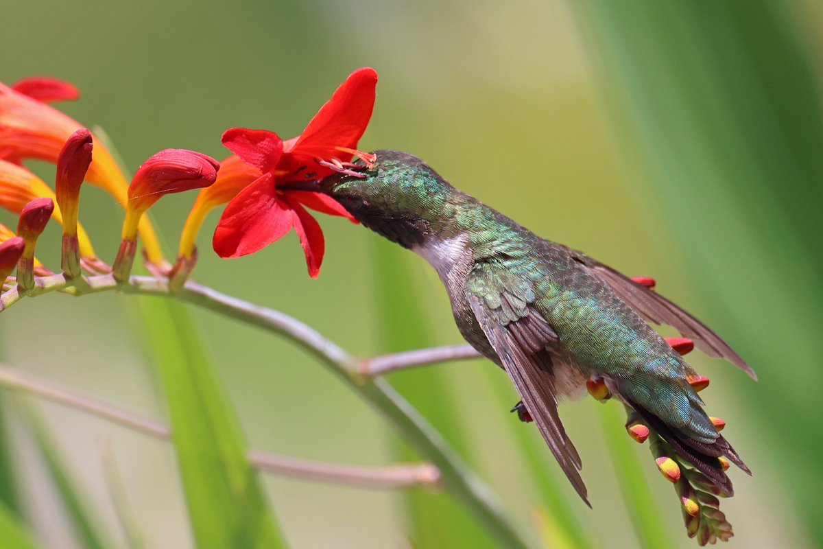 LeoPM20's tweet photo. Ruby-throated &amp; the black Ants #rubythroatedhummingbird #rubythroated #bee #ant #birds #tinybird #wildlifephotography  #brooklyn #bbg #hummingbird https://t.co/58YgUGs3cQ