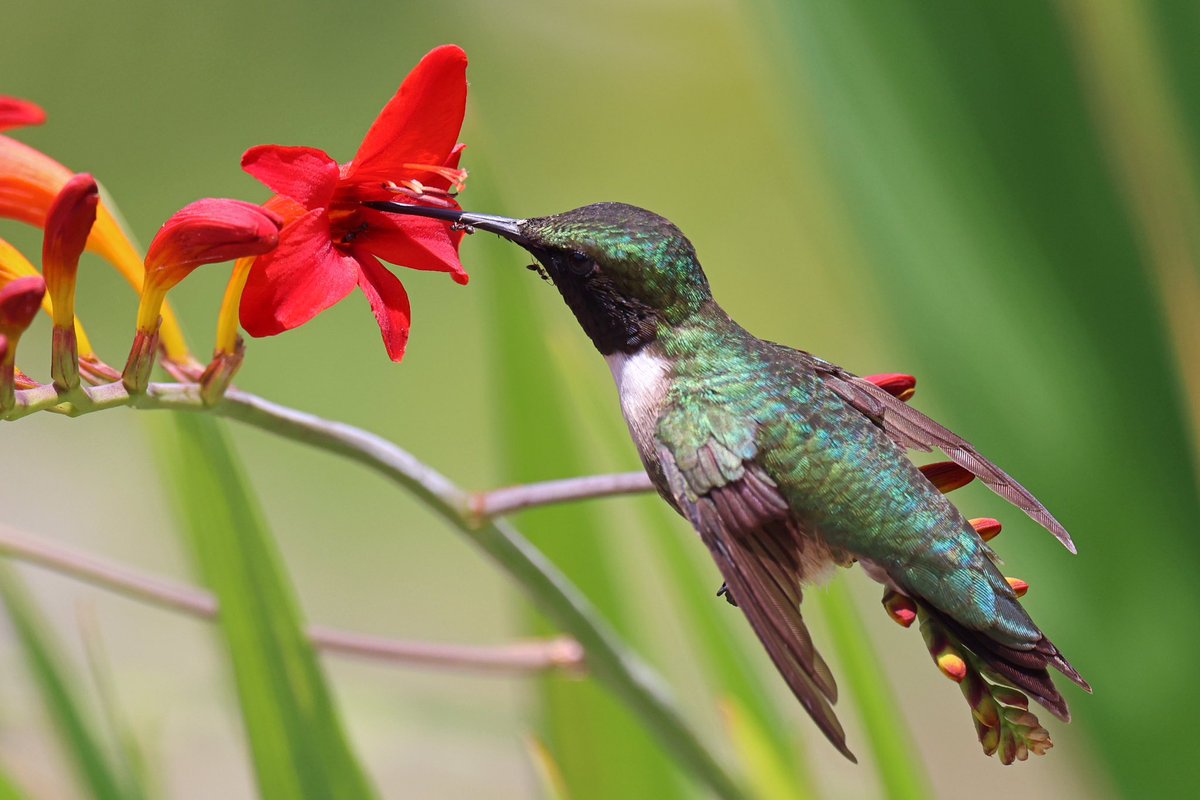LeoPM20's tweet photo. Ruby-throated &amp; the black Ants #rubythroatedhummingbird #rubythroated #bee #ant #birds #tinybird #wildlifephotography  #brooklyn #bbg #hummingbird https://t.co/58YgUGs3cQ