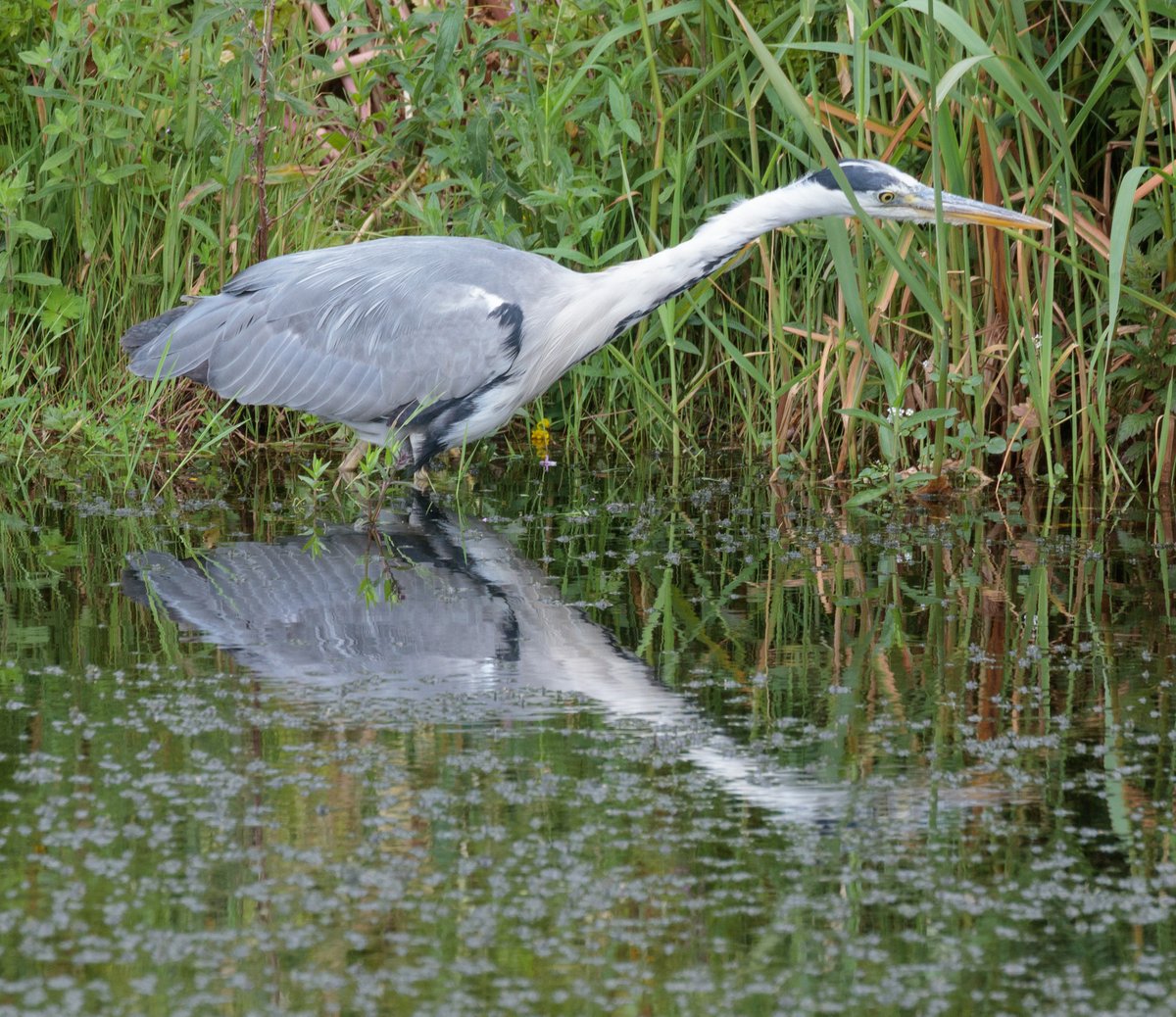 Avian stealth on the Huddersfield Narrow Canal