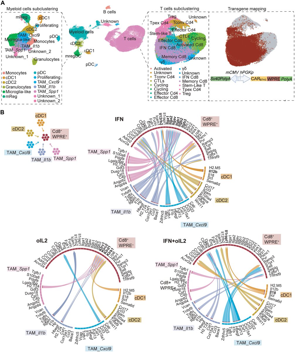LabWaggoner's tweet photo. Tumor-targeted cytokine delivery by TAMs establishes a private cross-talk that rescues CAR T cell function and engages host T cells to treat GBM
https://t.co/uyT4tdHMm0
@NaldiniLab @ScienceTM https://t.co/jgKS5SXEbt