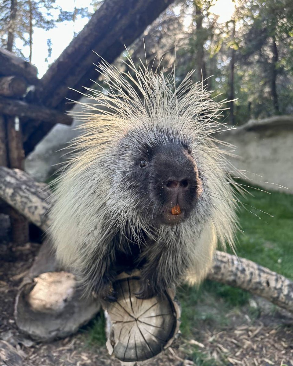 calgaryzoo's tweet image. #NationalParkandRecreationMonth is the best time of year to hit the trails. 🏞️ Be sure to remember to:

🗑️ #LeaveNoTrace and bring your waste home with you 
🐕 Stick to the trails and keep your dog on a leash 
🐻 Keep your distance from wildlife

#YourZooYYC