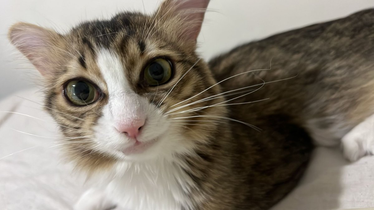 bebo cokpis kokuo ona yaknaşmayın beni sevin heb