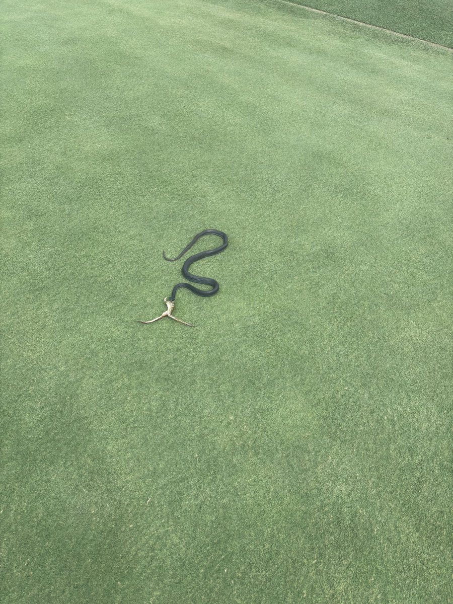Jeremy Kubiak (@kubiakjeremy) on Twitter photo Snake eating a frog on the green how am i supposed to putt with that going on???? <a href="/ShooterMcGavin_/">Shooter McGavin</a> <a href="/PGATUOR/">Tour Golf</a> Snake eating a frog on the green how am i supposed to putt with that going on???? <a href="/ShooterMcGavin_/">Shooter McGavin</a> <a href="/PGATUOR/">Tour Golf</a>