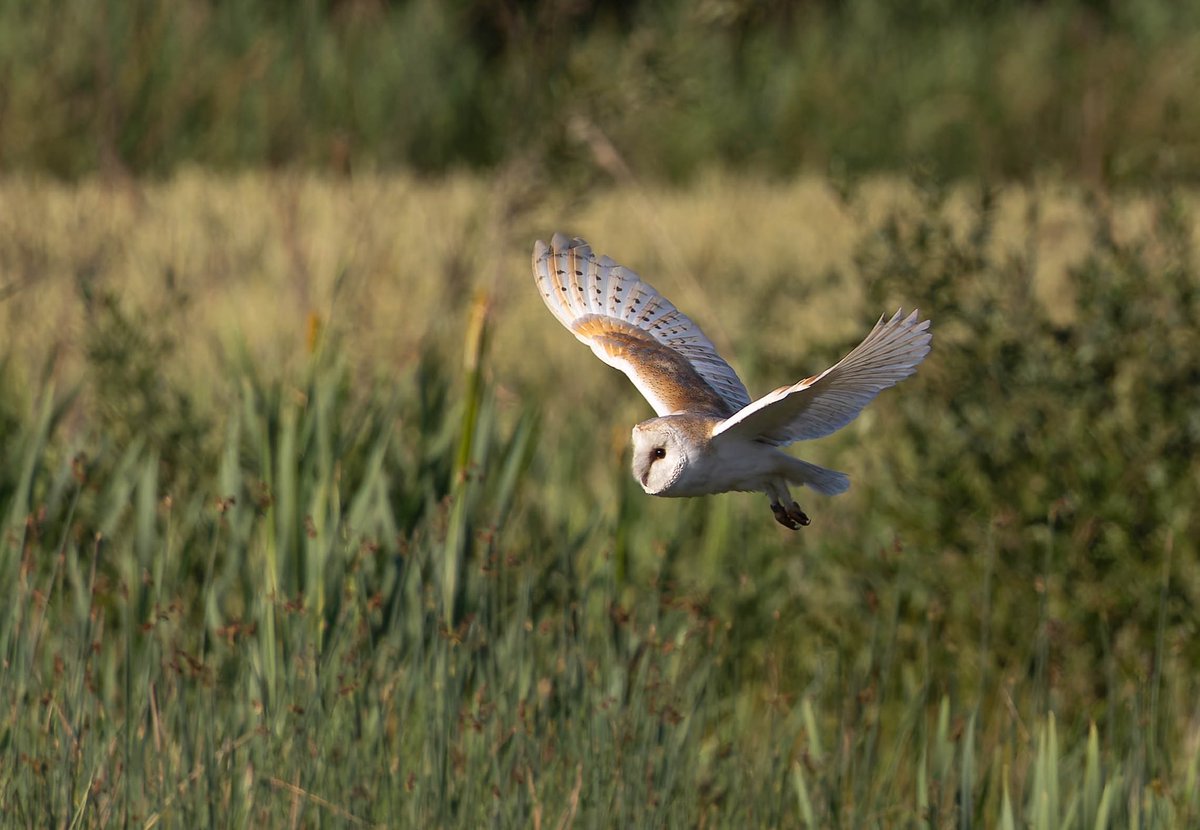 Barn Owl out hunting around Gosforth earlier this evening