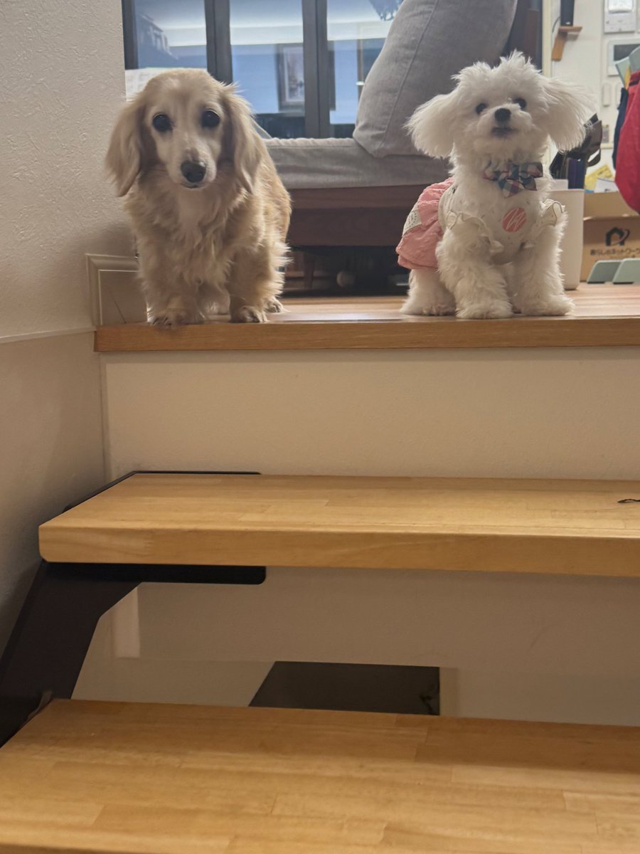 ただいま〜。

階段を登るとかわいい２人のお出迎え💕