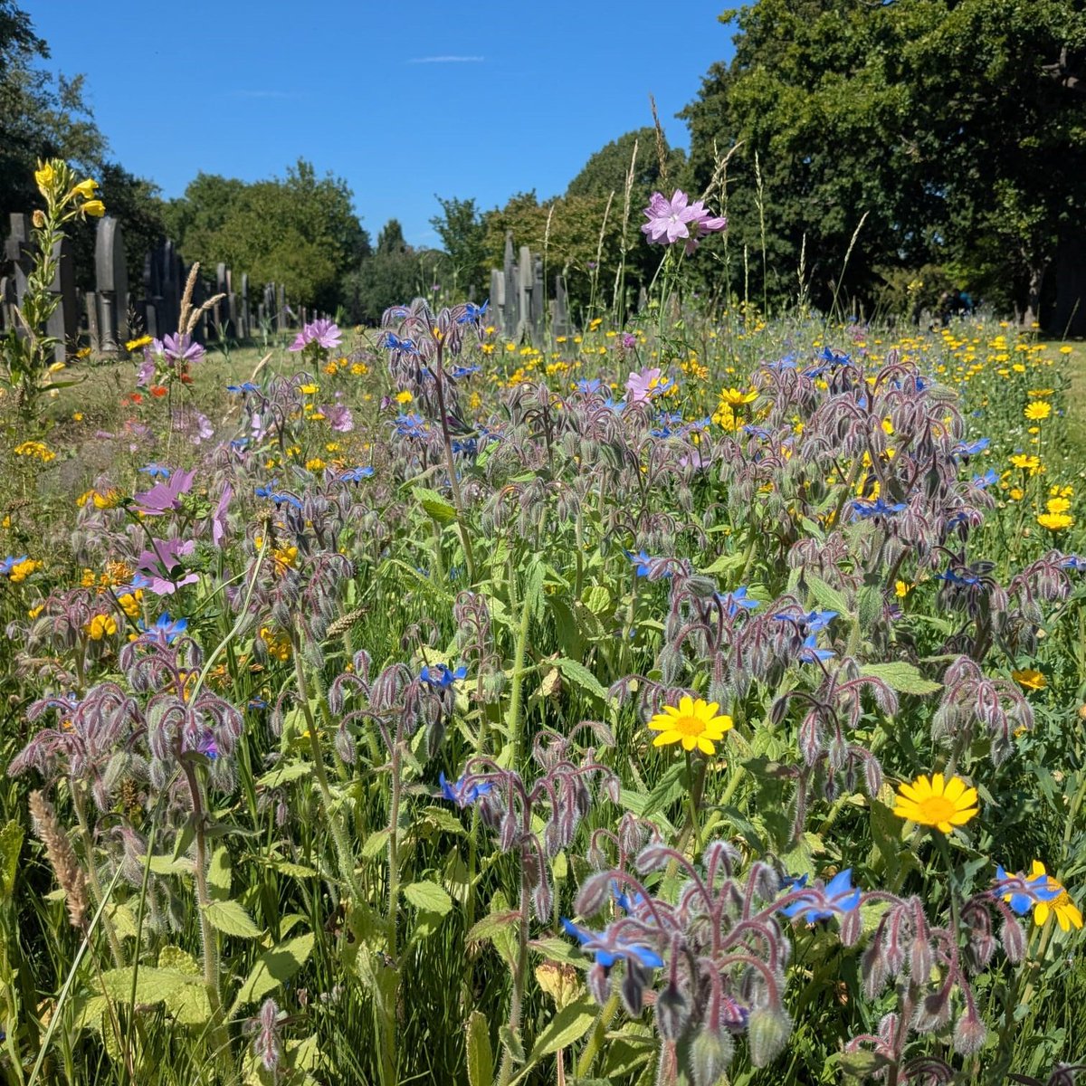 Friends of Cathays Cemetery, Cardiff tweet media