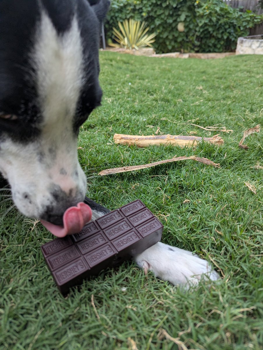 Yum!
A big chonky Hershey bar!
(Note from mom: it's a dog toy from Dollar Tree -- don't be hatin'!)