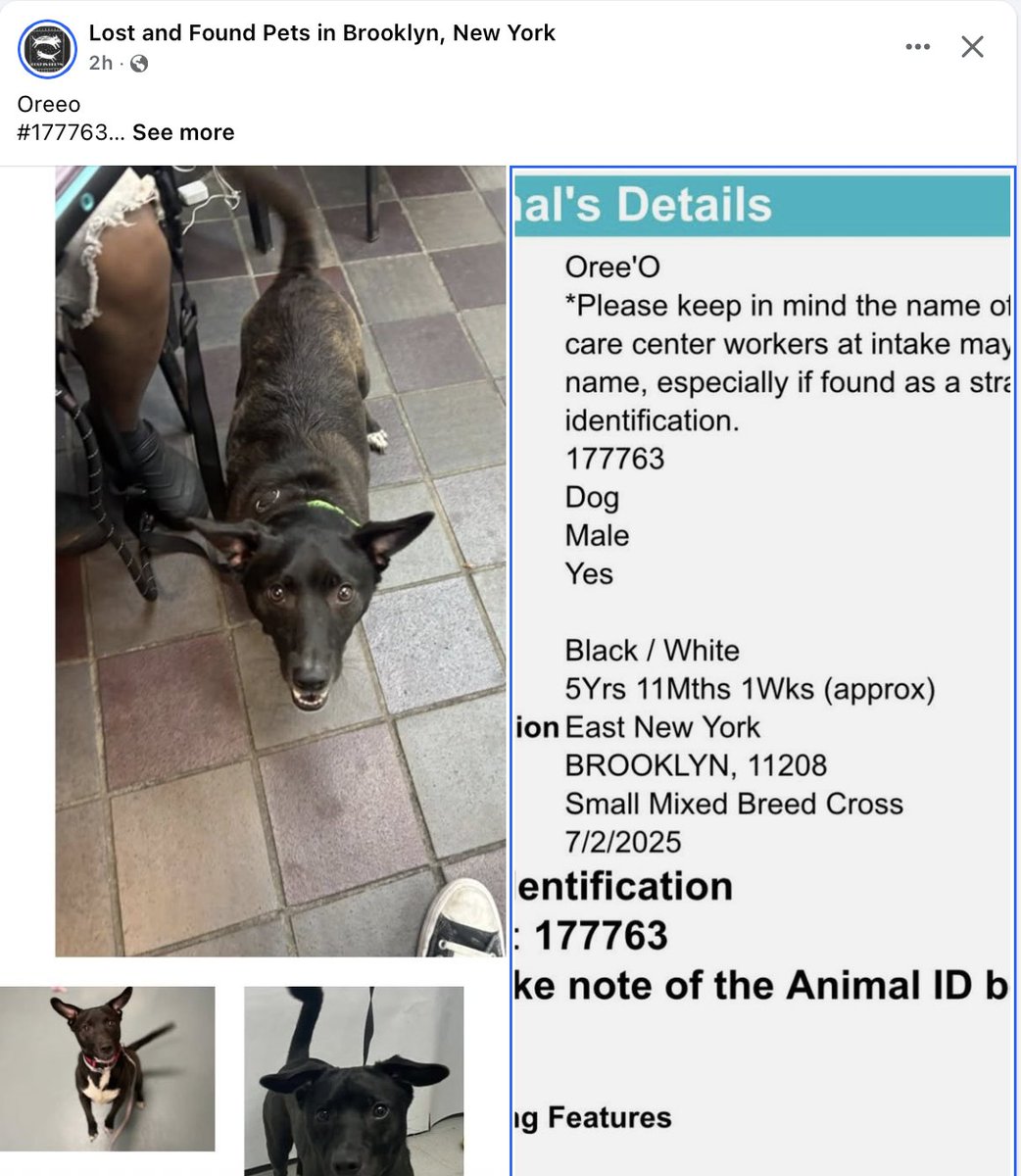 💥Second time brought in stray - last reunited w/family 4/11/2024 - Oree'O
