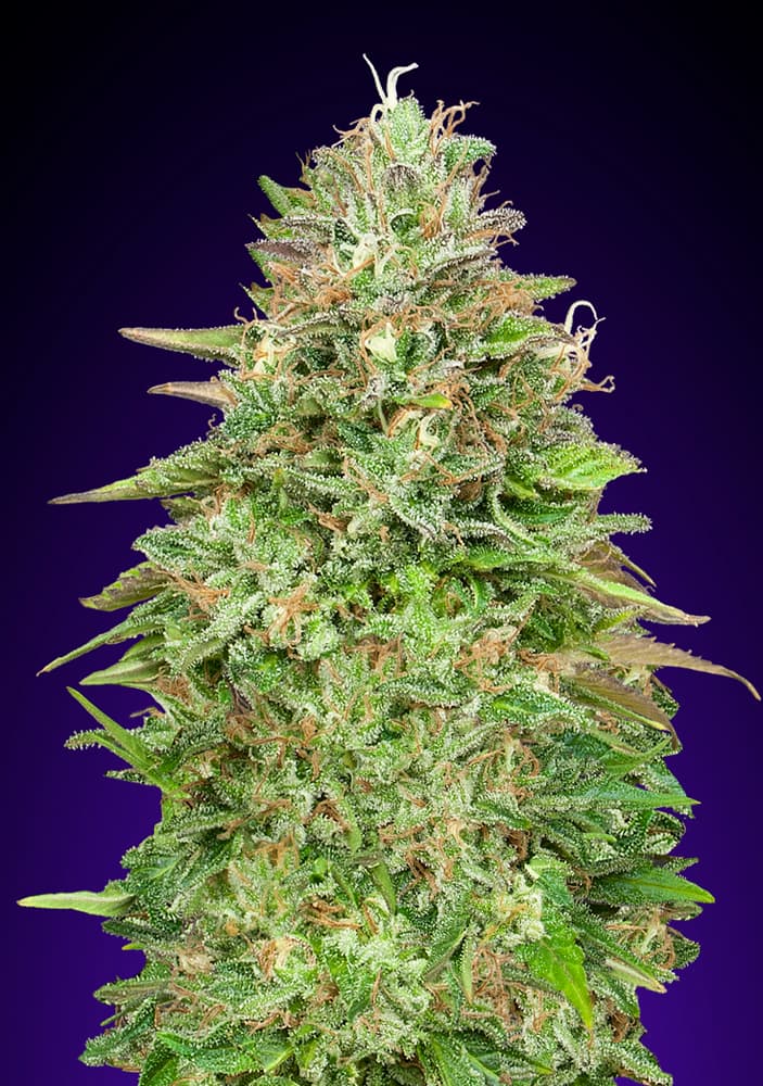 SensibleSeeds's tweet image. CRITICAL POISON! 💥
A fruity and sweet mixture that is sure to have you Energised!
Head over to Sensibleseeds.com to check out our latest Promotions 💸
#cannabisculture
#Freeseeds
#Fruityflavors
#weedtwt
#Grow
#weedsmokers
#THC
#Freetheweed