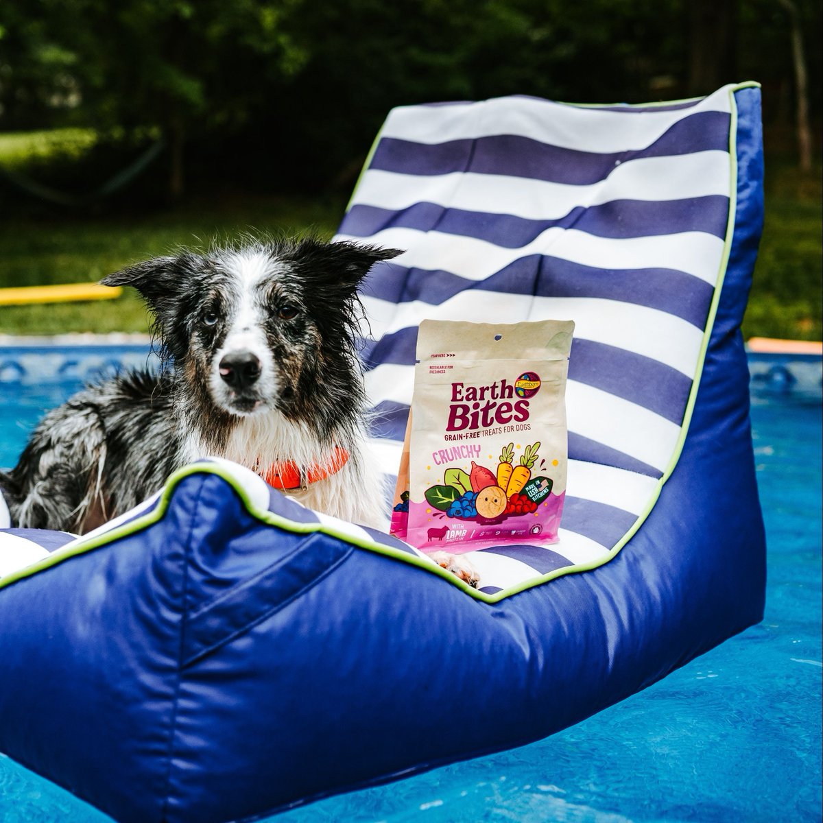 EarthbornPets's tweet photo. The real summer essentials: floaties &amp; EarthBites. https://t.co/JOMcMeDcDw