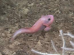 Deep Sea Daily tweet media