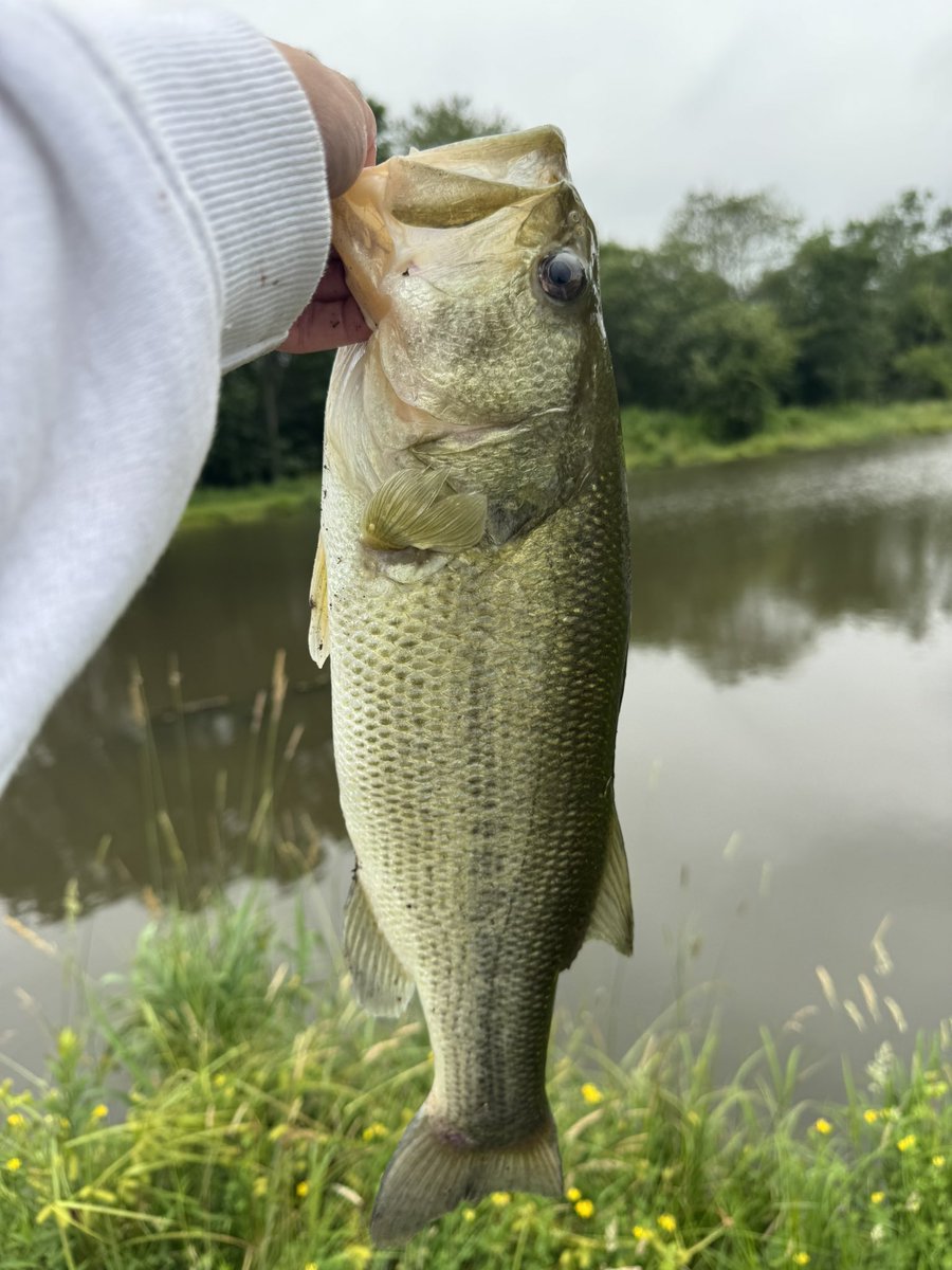 Nice little 2.75 pounder this morning caught on a Texas rigged craw