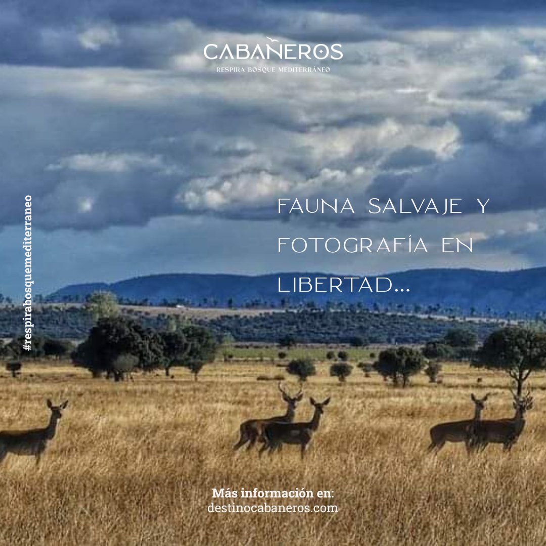 PSTCabaneros's tweet photo. 🦌📷 Si te apasiona la naturaleza y la fotografía, Cabañeros es tu lugar.
Observa ciervos, águilas, buitres y más en libertad.
Rutas guiadas o por tu cuenta, pero siempre con una sorpresa al fondo del lente.

#FotoNaturaleza #Cabañeros #TurismoDeFauna https://t.co/04T4Wlxqyy