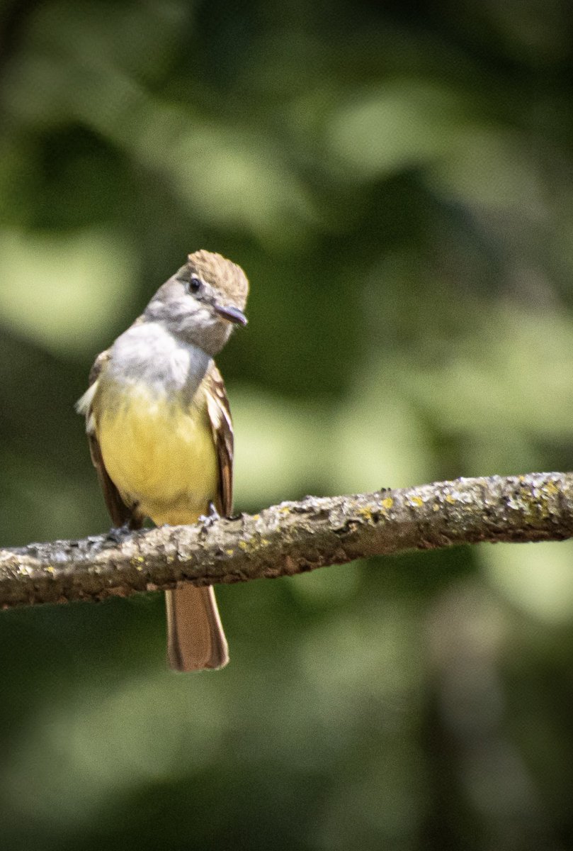 AdmiredArt tweet media