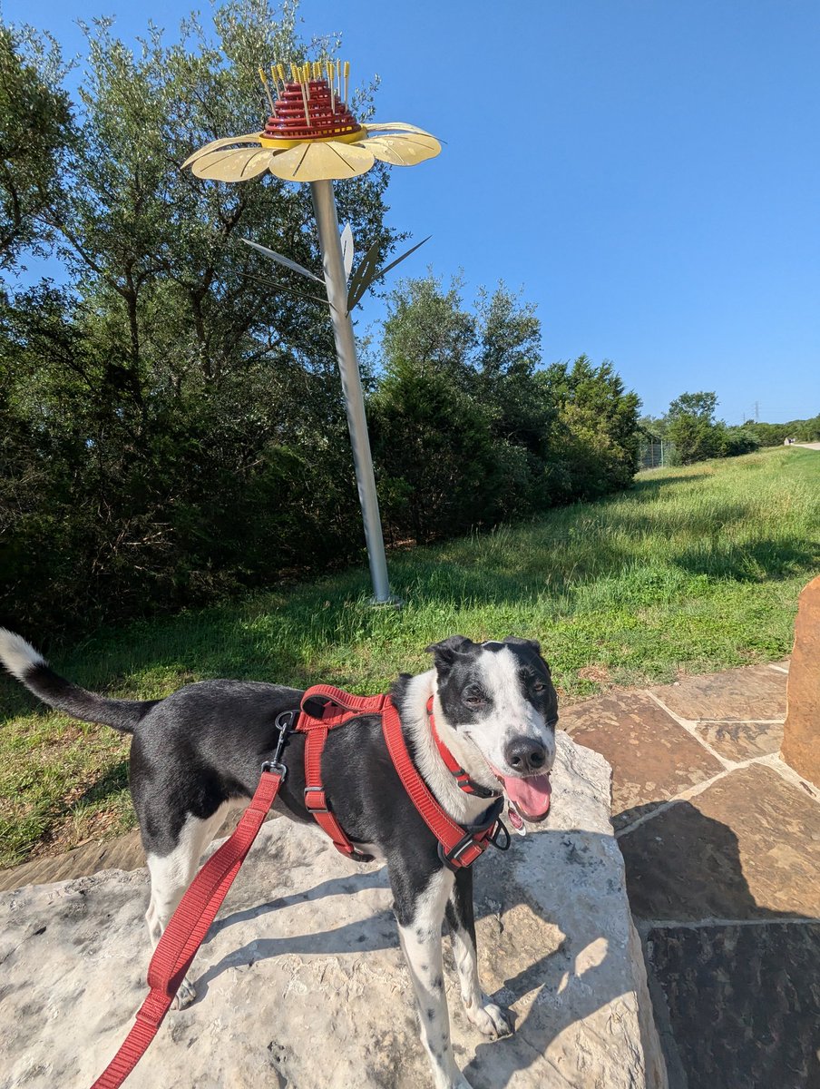 Hi Lilo!
I'm Flaco!
🐾🐾❤️