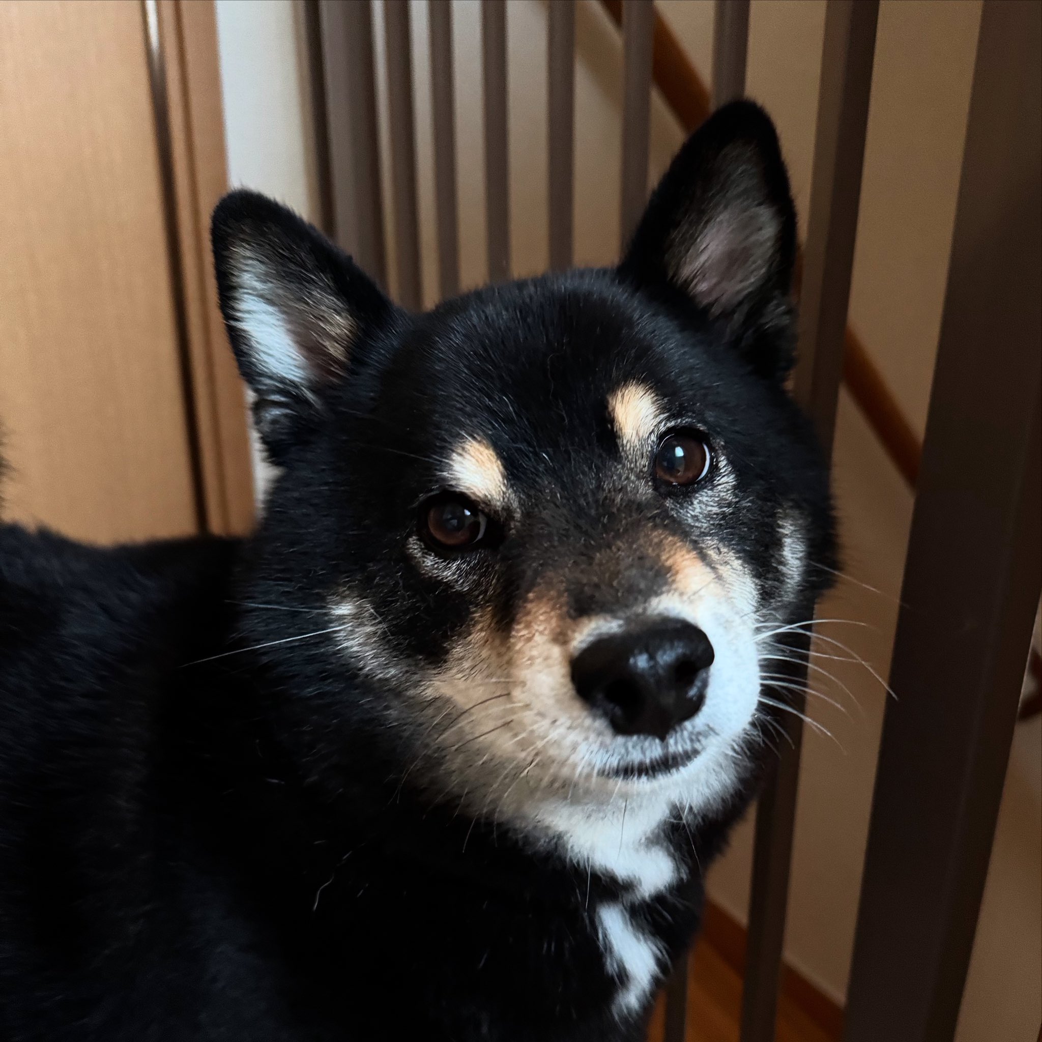 🐈‍⬛櫻🐕‍🦺🐾 on X: 