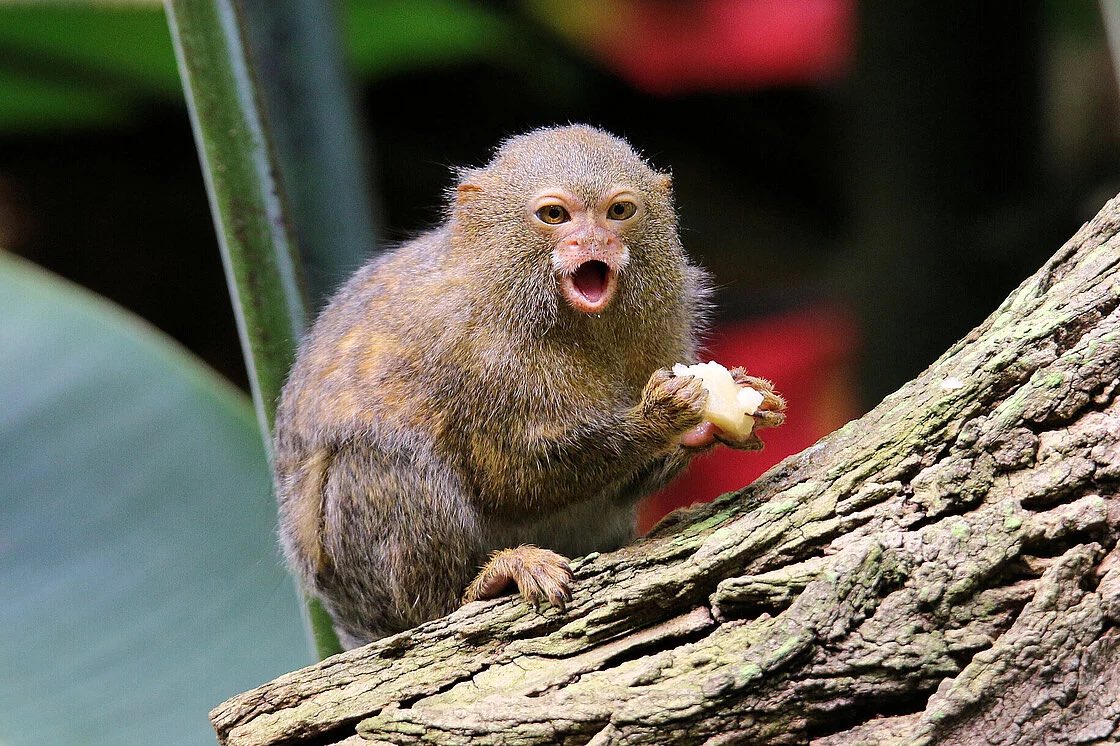 kikemientv's tweet image. Fuck it, starting monkey of the month. My favorite monkey this month is the Pygmy Marmoset.
Drop yalls fav monkey this month down below 👇🏼👇🏼👇🏼