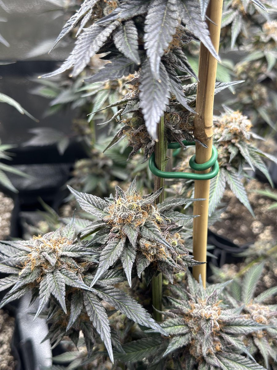 RedVelvetStrain's tweet image. Strawberry Cheesecake 🍓🍰