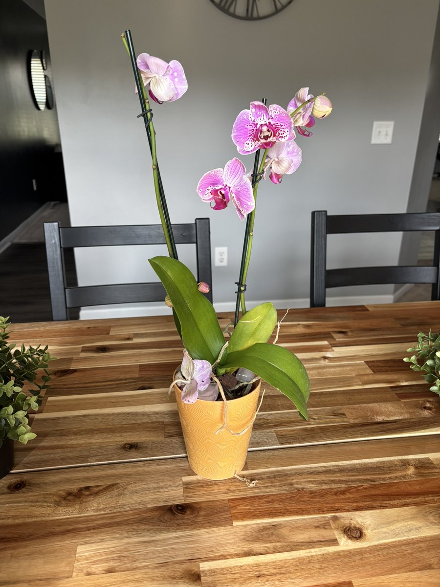 Been having fun gardening all year but the sun and heat is killing my babies. So in the meantime I’m going to dabble in indoor plants for the first time

Soliciting advice and other indoor plants. 

This my orchid, I love it