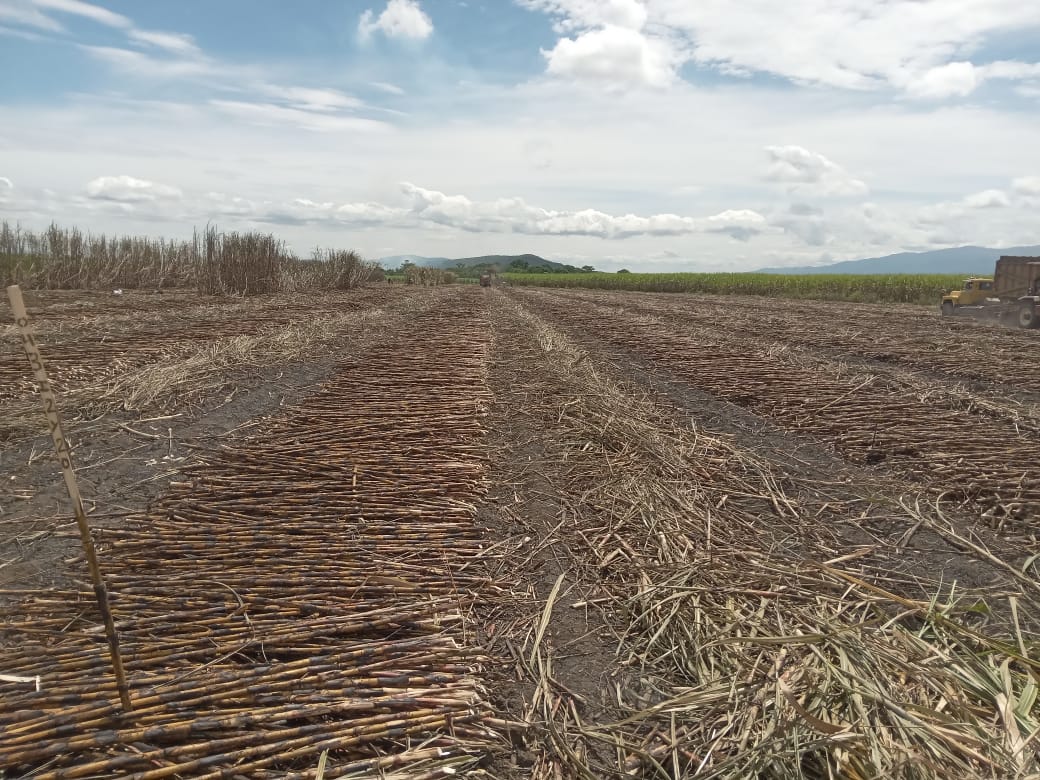 #Zafra2025  🙌🎋
🎋 Hacienda Las Santas Unidas
📍Sector Santa Rita
🟩 Tablón 012
🌱 Variedad FV08_962 
🪓 Corte Manual 

#CentralLaPastoraDesdeElCampo #AquíSeguimos #Cosecha #Azúcar #Cañicultores