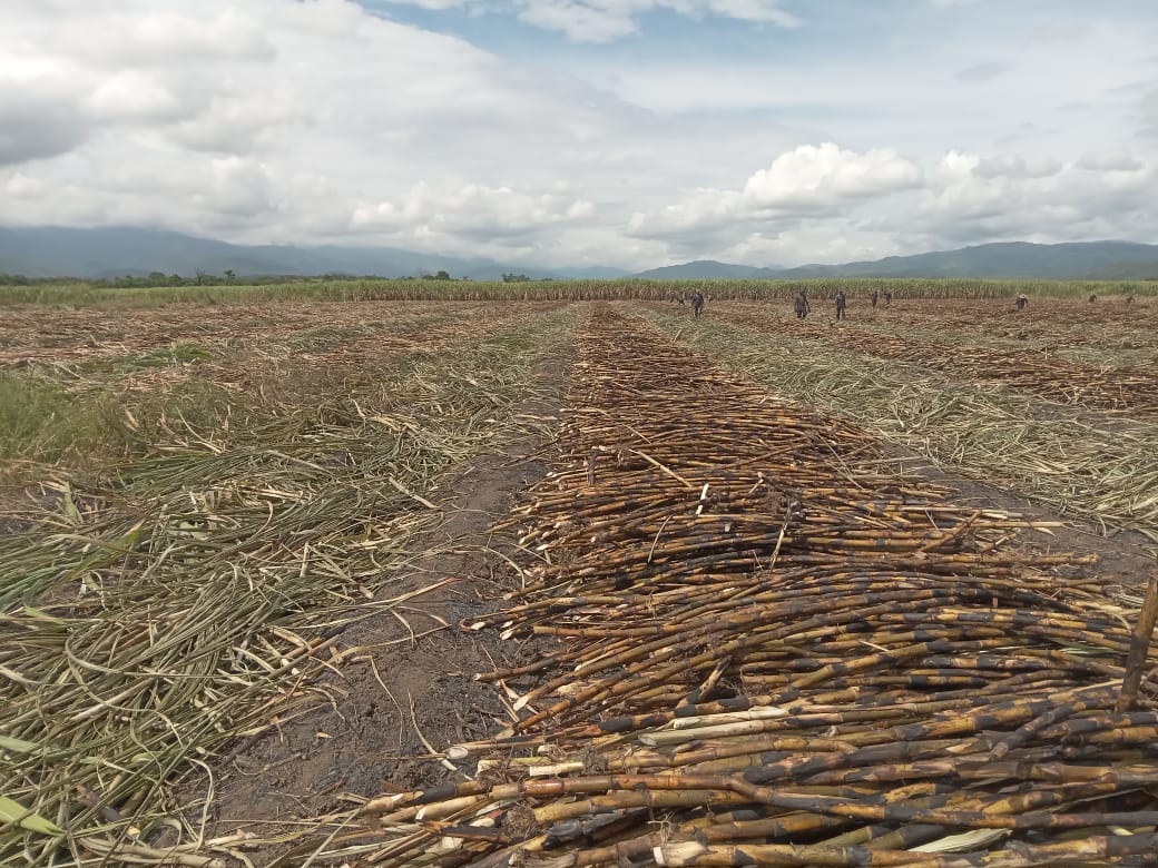 #Zafra2025  🙌🎋
🎋 Agrícola Bastian
📍Sector Bastian
🟩 Tablón 28E
🌱 Variedad FV08_962 
🪓 Corte Manual 

#CentralLaPastoraDesdeElCampo #AquíSeguimos #Cosecha #Azúcar #Cañicultores