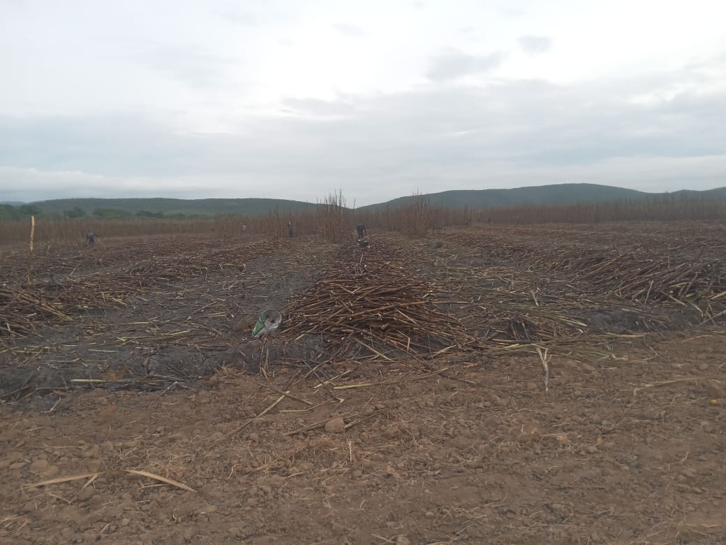 #Zafra2025  🙌🎋
🎋 Ganadería Quijuaro
📍Sector Santa Fe 
🟩 Tablón 027
🌱 Variedad V98_120 
🪓 Corte Manual 

#CentralLaPastoraDesdeElCampo #AquíSeguimos #Cosecha #Azúcar #Cañicultores