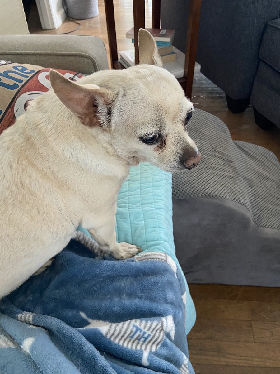 Being stubborn because she hasn’t been fed and thinks it’s dinner time.  #Dolly
#WontLookWednesday