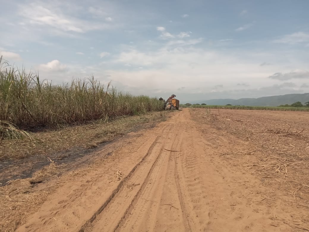 #Zafra2025  🙌🎋
🎋 Granja Boraure
📍Sector Catepillar 
🟩 Tablón 006
🌱 Variedad CC85_92 
🚜 Cosecha mecánica 

#CentralLaPastoraDesdeElCampo #AquíSeguimos #Cosecha #Azúcar #Cañicultores