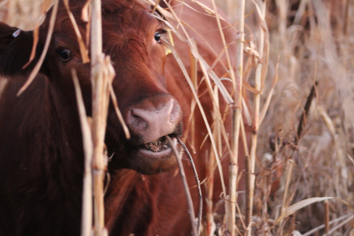 Fact or Myth? The grazing season ends when the growing season ends.

Despite what you may have been told, this is a myth.

With a well managed growing season, the grazing season can extend well beyond the forage production months. 

From Jim Gerrish’s Kick the Hay Habit to Dale