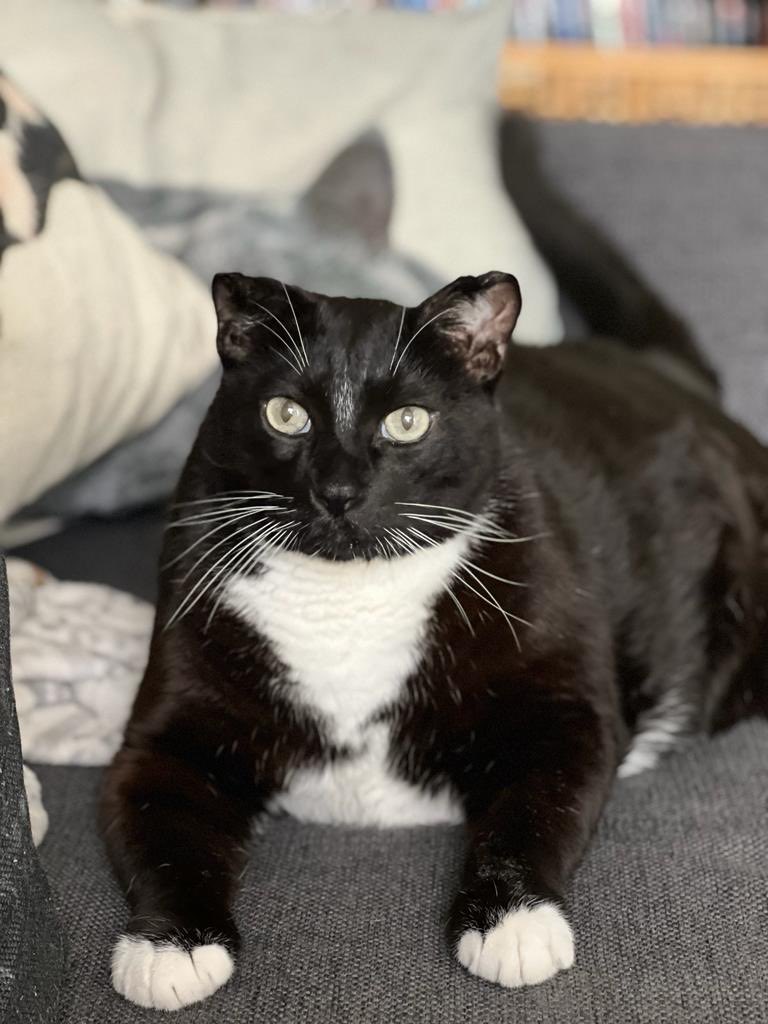 LastCoinStandng's tweet image. My cat, Sancho, passed away today, alas. He was with me for the last 15 years. 😢