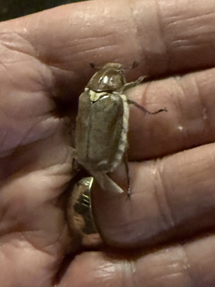 GaryWVC76's tweet image. Sacred Ibis, Cirl Bunting, Dune Chafer and Cockchafer from Ca’Savio, Italy. @tam ⁦@NHM_Coleoptera⁩ ⁦@bugmanjones⁩ #beetles #birds