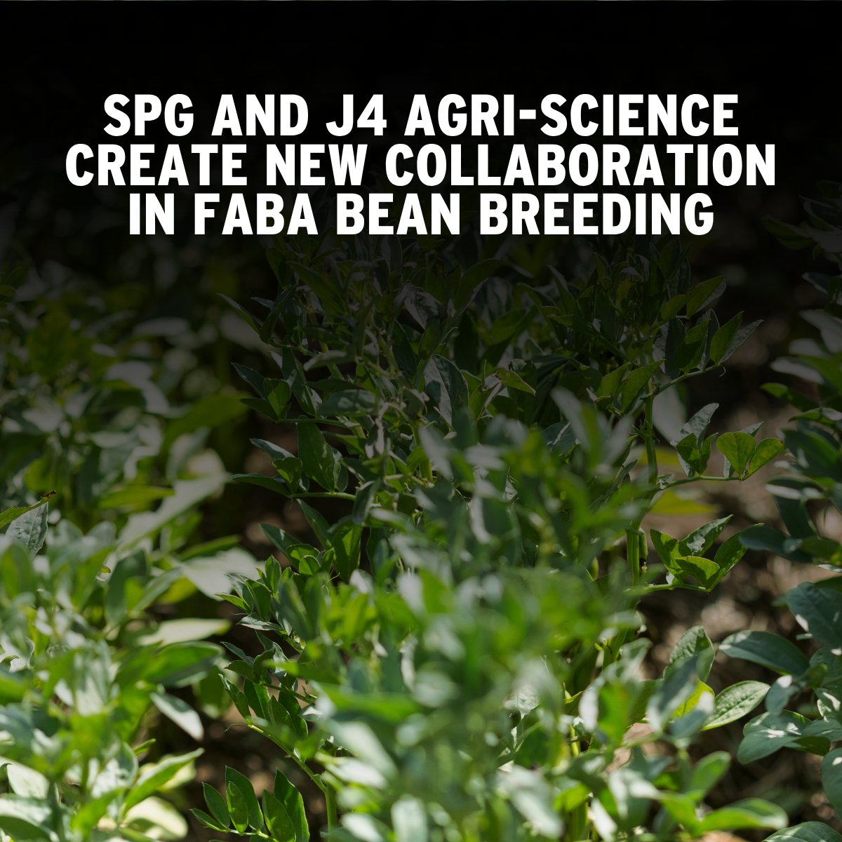 SPG is excited to announce a new breeding collaboration with J4 Agri-Science focused on faba beans. Farmers’ greatest production challenges are at the forefront of breeding priorities. Learn more: ow.ly/RBYa50W3zgn