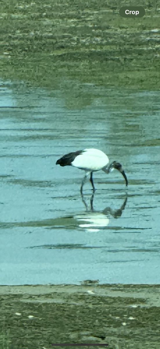 GaryWVC76's tweet image. Sacred Ibis, Cirl Bunting, Dune Chafer and Cockchafer from Ca’Savio, Italy. @tam ⁦@NHM_Coleoptera⁩ ⁦@bugmanjones⁩ #beetles #birds